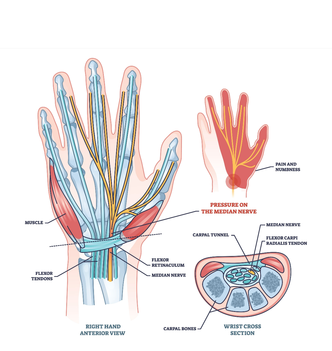 hand anatomy