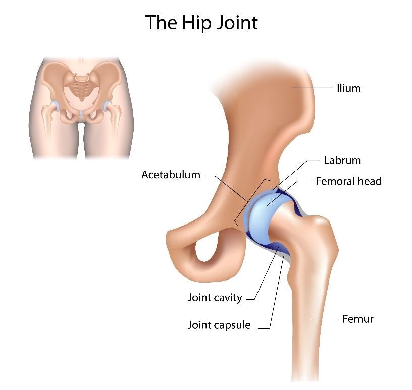 the hip joint diagram